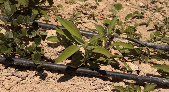 Hatay’da çiftçiler, hibe desteği ile tıbbi ve aromatik bitkiler yetiştiriyor