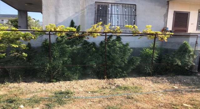 Adana’da evinin bahçesinde Hint keneviri yetiştiren şüpheli gözaltına alındı