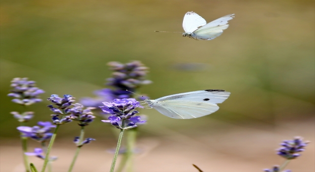 Çukurova’da tıbbi ve aromatik bitki ekim alanı genişliyor