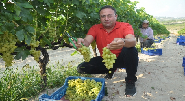 Mersin’de hasadına başlanan erkenci üzüm, verimiyle üreticiyi sevindirdi