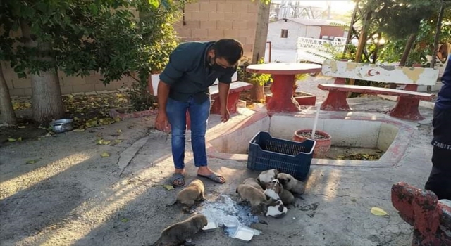 Mersin’de çalılıklarda mahsur kalan köpek yavruları kurtarıldı
