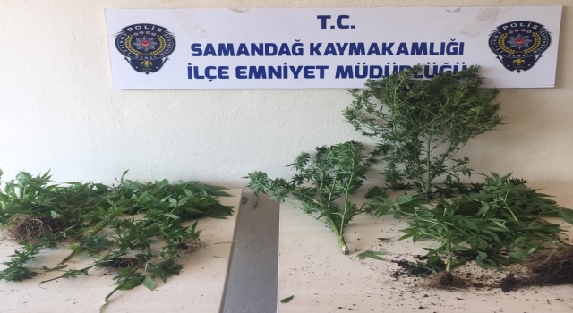 Hatay’da balkonunda yetiştirdiği kenevirleri havalandırmaya saklayan kişi yakalandı