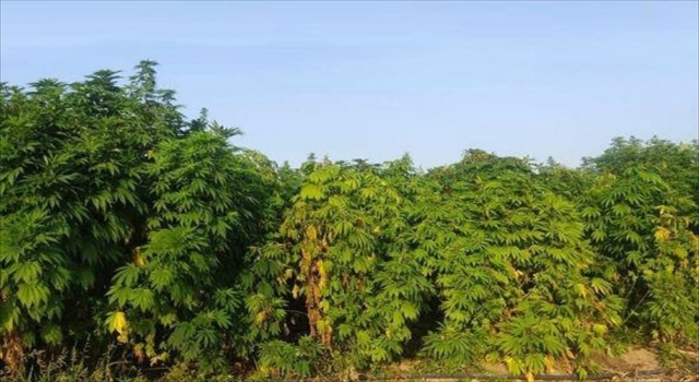 Adana’da 50 kilo 100 gram esrar ve 2 bin 455 kök kenevir ele geçirildi