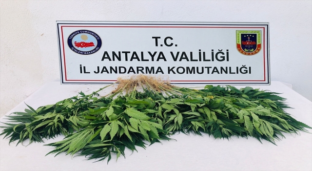 Akseki’de jandarma ekiplerince 22 kök Hint keneviri ele geçirildi