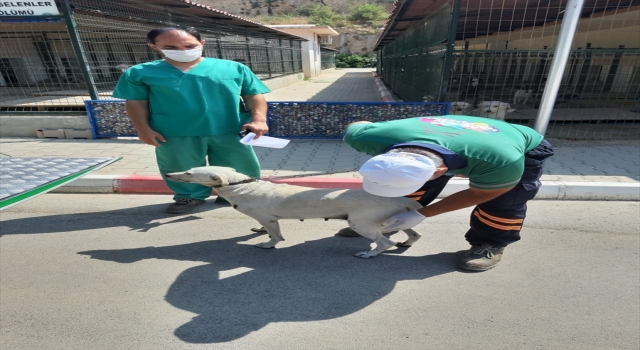 Mersin’de elektrikli bisiklete bağladığı köpeği sürükleyen kişiye para cezası verildi
