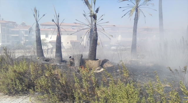 Antalya’da çıkan yangında çok sayıda tropikal bitki fidanı zarar gördü