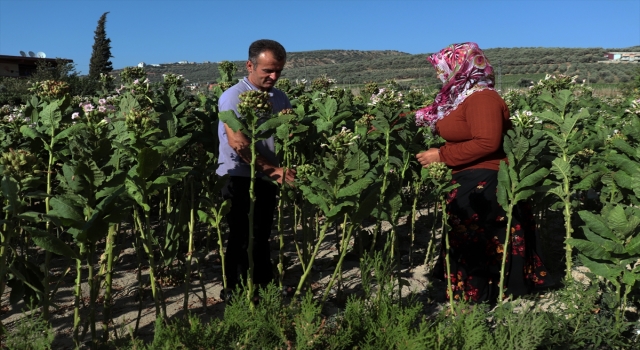 Hatay’da tütün hasadı başladı