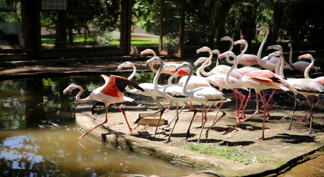 Antalya’da operasyonda ele geçirilen 21 flamingo koruma altına alındı