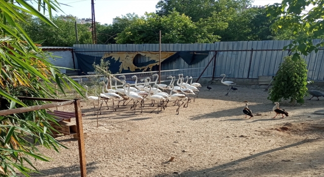 Antalya’da kanatları kesilmiş 32 yavru flamingoyla ilgili şüphelilere para cezası uygulandı