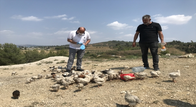GÜNCELLEME Adana’da araziye terk edilen yaklaşık 300 civciv korumaya alındı