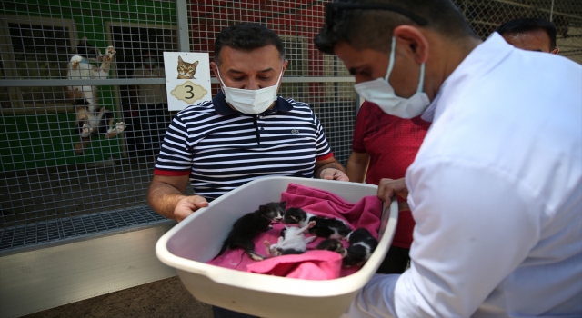 Alanya Belediyesi’nden sosyal medyadaki barınaktaki kedi ve köpekler ölüyor paylaşımına yalanlama