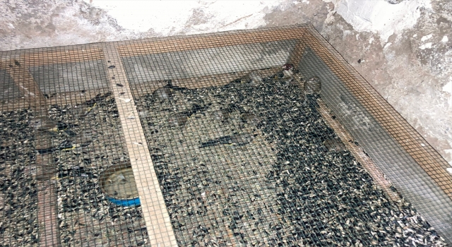 Osmaniye’de evinde 120 saka kuşu bulunan kişiye 120 bin lira ceza kesildi