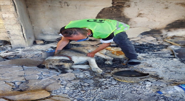 Manavgat’taki orman yangınından yaralı kurtulan ”Şanslı”ya şefkat eli