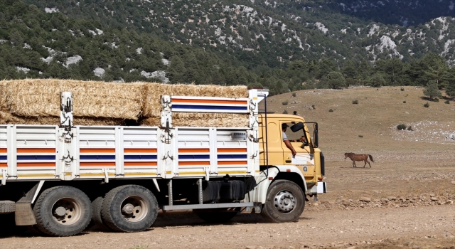 Antalya’daki yangın sonrası yılkı atları için ovaya tonlarca yem ve saman bırakıldı
