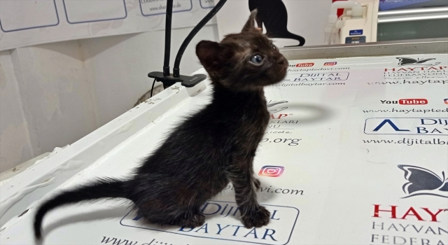 Osmaniye’de ağzı bağlı poşette bulunan kedi yavrusu tedaviye alındı