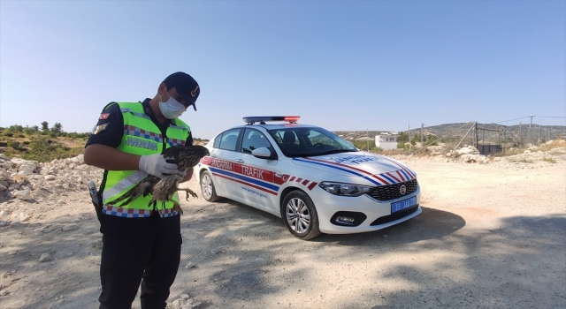 Mersin’de jandarmanın bulduğu yaralı şahin tedaviye alındı