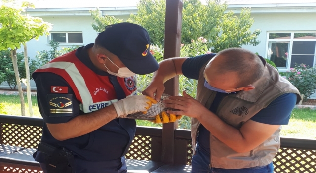 Kahramanmaraş’ta jandarmanın bulduğu yaralı atmaca koruma altına alındı