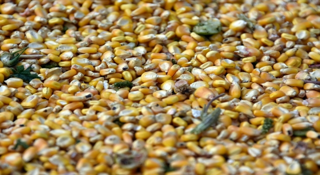 Tarsus’ta ”kale mısırı” hasadı yapıldı