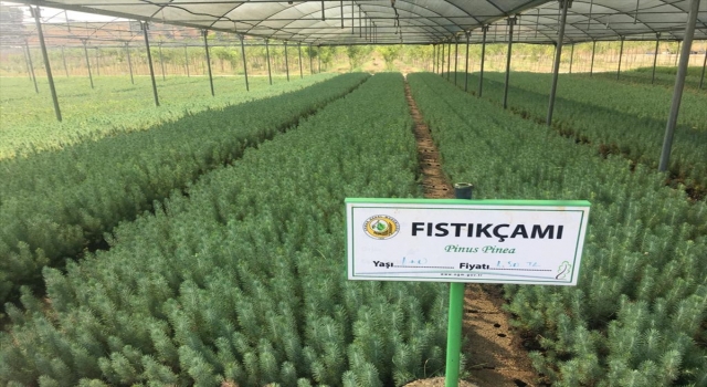 Adana’da yanan ormanlık alanlara dikilecek fidanlar hazır