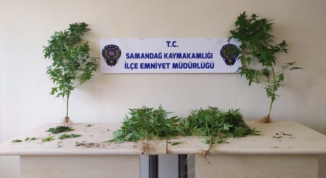 Hatay’da saksıya ekili Hint keneviri ele geçirildi