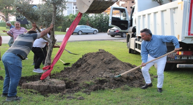 POYD vefat eden üyelerinin adını zeytin ağaçlarında yaşatacak