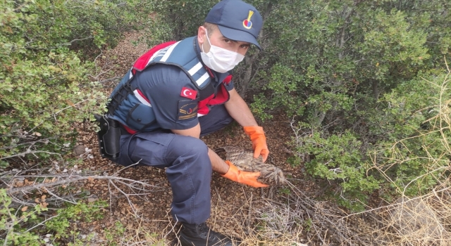 Burdur’da yaralı baykuşu jandarma kurtardı