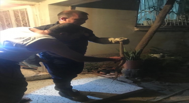 Adana’da bir eve giren yılan itfaiye ekiplerince çıkartıldı