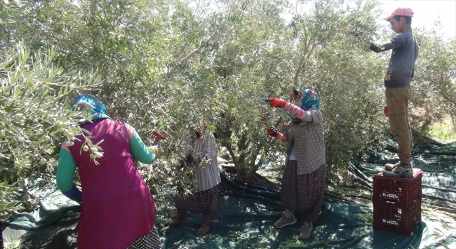 Silifke’de zeytin hasadı başladı