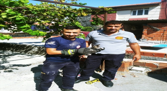 Hatay’da iki evin arasındaki boşluğa düşen kedi yavrusunu itfaiye ekipleri kurtardı
