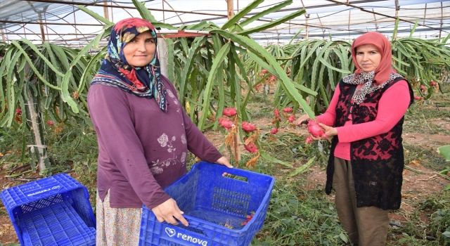 Kumluca’da tropikal meyve üretimi artıyor