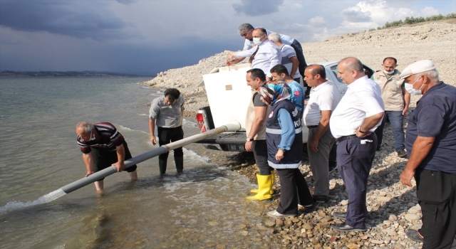 Osmaniye’de Aslantaş Baraj Gölü’ne 132 bin sazan yavrusu bırakıldı