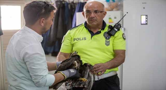 Hatay’da polislerin bulduğu yaralı şahin tedaviye alındı