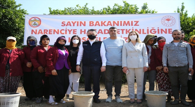Tarım ve Orman Bakanı Bekir Pakdemirli, Adana’da limon hasadına katıldı