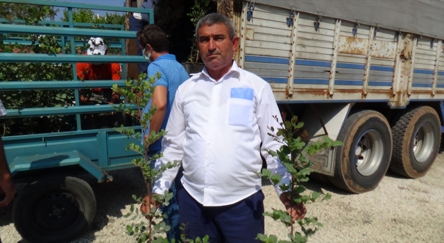 Kumluca’da atıl durumdaki arazilere dikilmesi için keçi boynuzu fidanı dağıtıldı