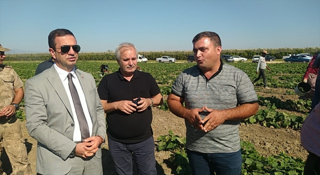 Adana’da turşuluk ve sofralık kornişondaki verim çiftçinin yüzünü güldürdü