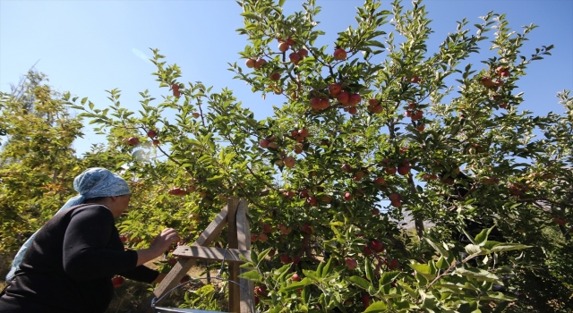 Kaş’ta elma hasadı devam ediyor