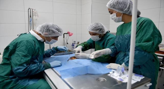 Adana’da son 2 yılda 3 bin 600 sokak hayvanı kısırlaştırıldı
