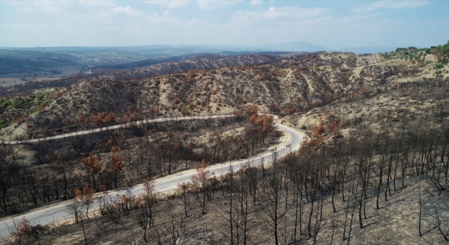 Adana ve Osmaniye’de yanan ormanlık alanlarda 4 milyon fidan toprakla buluşacak