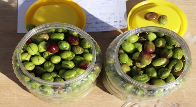 Osmaniye’de kadınlara zeytin ve turşu yapımı konusunda eğitim verildi