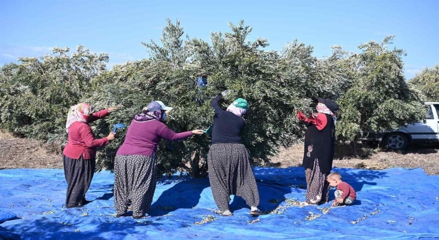 Osmaniye’de zeytin hasadı başladı