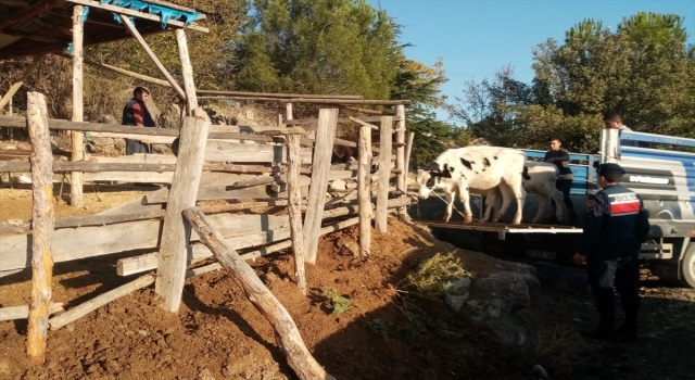 Mersin’de büyükbaş hayvan çaldığı iddia edilen zanlı yakalandı