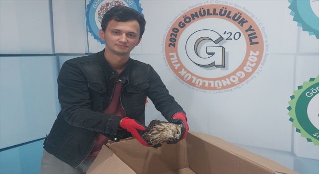 Hatay’da yaralı şahin tedaviye alındı