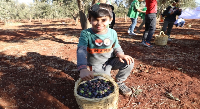 Hatay’da, Suriyeli yetimler zeytin toplama şenliğine katıldı