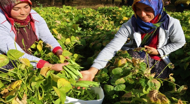 Devlet desteğiyle ekilen taze fasulye çiftçiye 1,5 milyon lira kazandırdı
