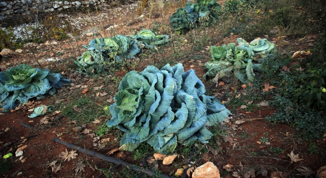 Mersin’de bir çiftçi 30 kilogram ağırlığında lahana üretti