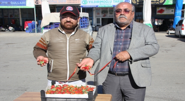 Serik’te mevsimin ilk çilek hasadı yapıldı