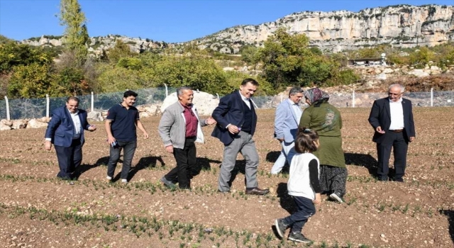 Mersin’de safran hasadı