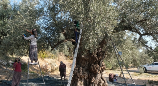 Mersin’de zeytin hasadı başladı