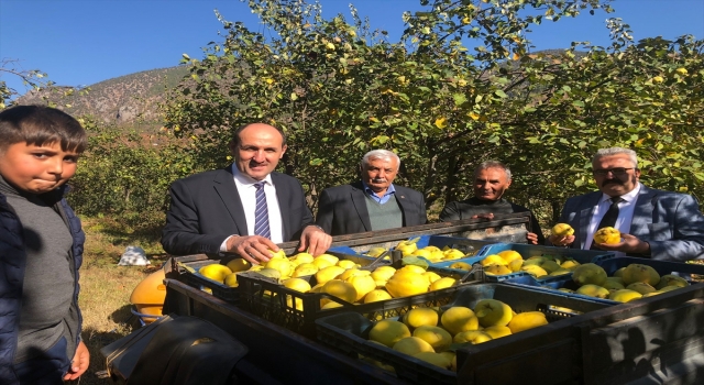 Adana’da ayva organik yöntemlerle üretilecek