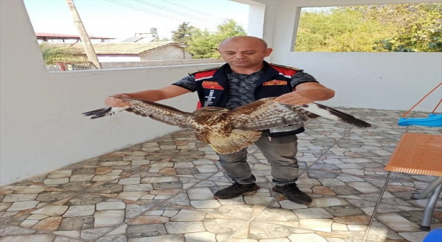 Hatay’da evin balkonunda yaralı bulunan şahin tedaviye alındı